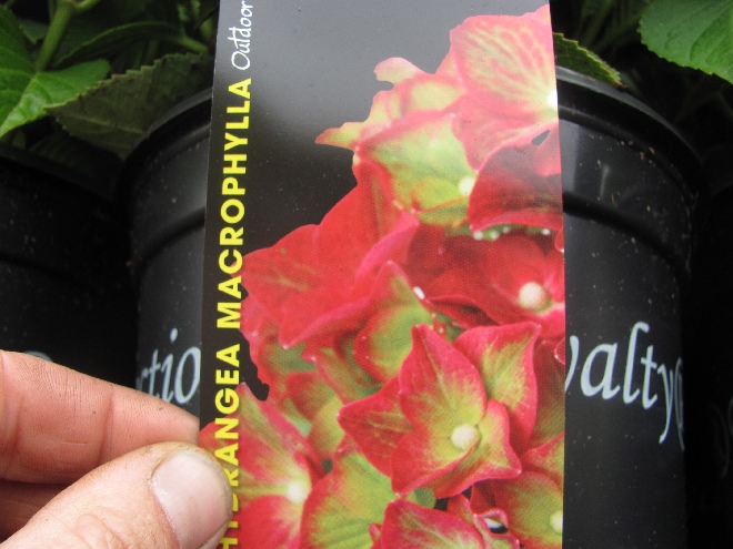Hydrangea macrophylla 'AB Green Shadow' Hortensia 'Green Shadow'