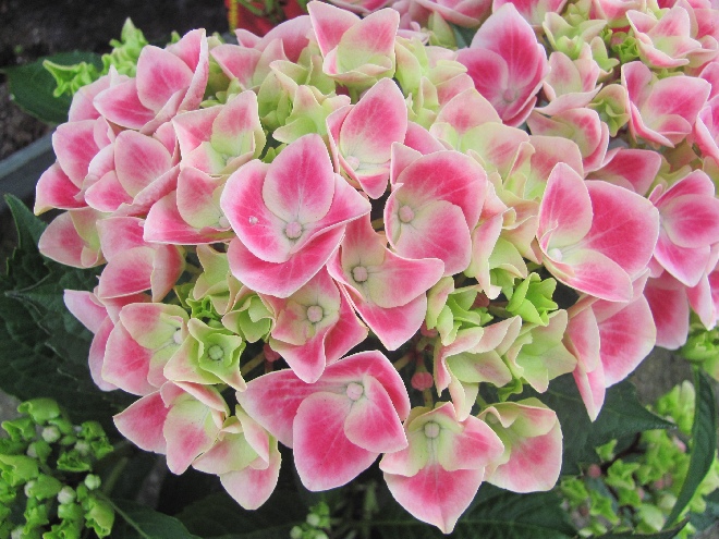 Hydrangea macrophylla 'Tivoli' Red Hortensia