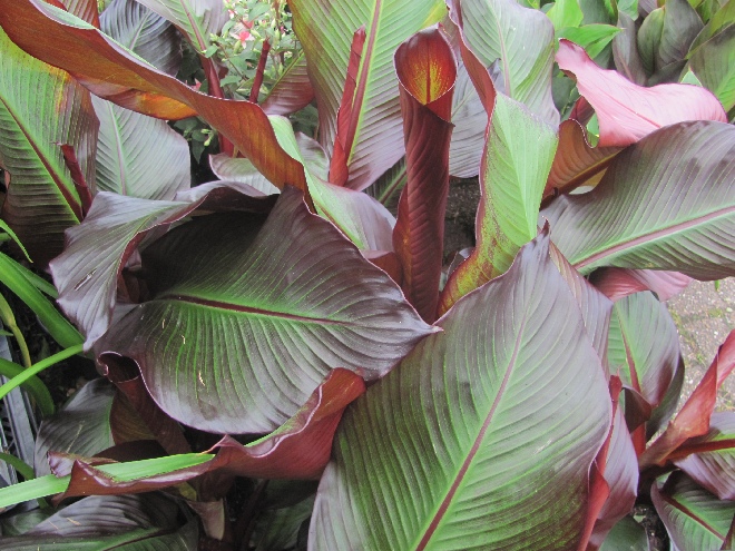 Ensete ventricosum 'Maurelii' Sierbanaan