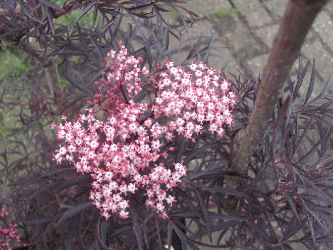 Sambucus nigra 'Eva' (Black Lace) Rode Peterselievlier