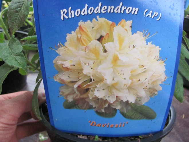 Rhododendron 'Daviesii' Gentse Azalea