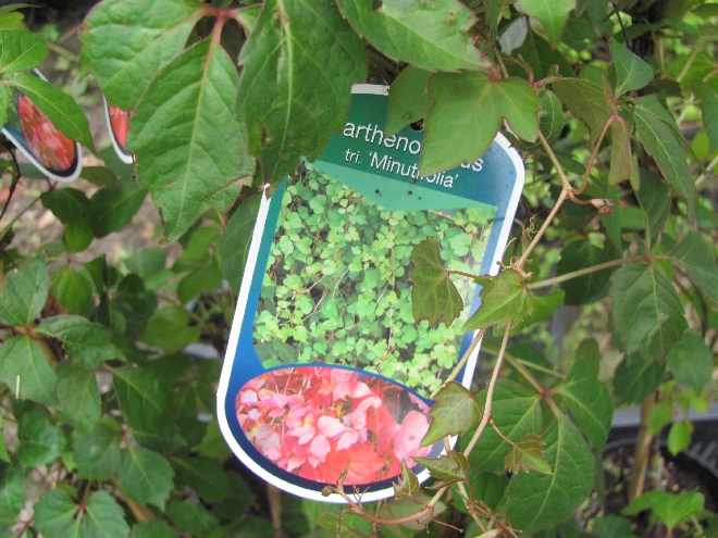 Parthenocissus tricuspidata 'Minutifolia' Wilde Wingerd