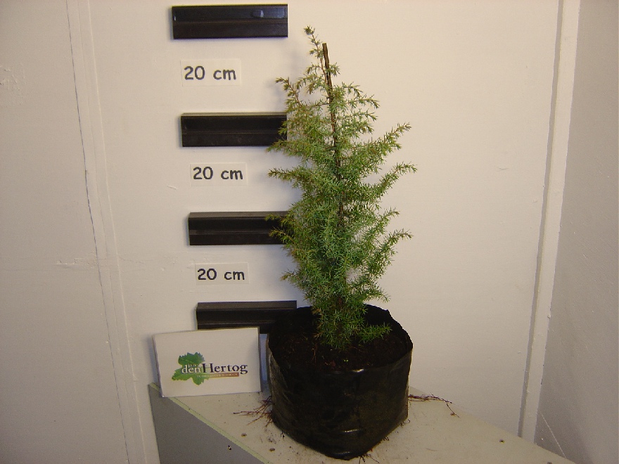 Juniperus communis Jeneverbes