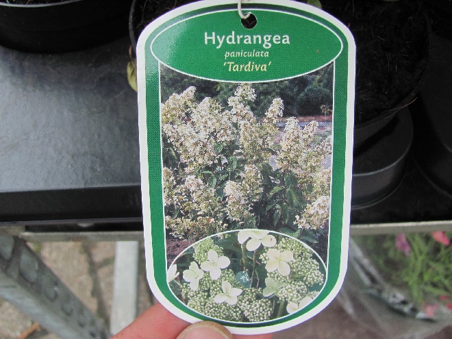 Hydrangea paniculata 'Tardiva' Schapekophortensia, Pluimhortensia