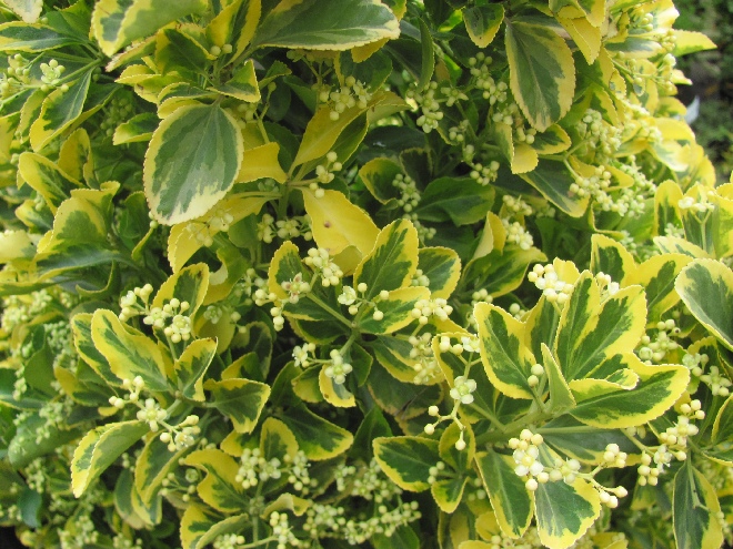 Euonymus japonicus 'Aureomarginatus' Kardinaalshoed