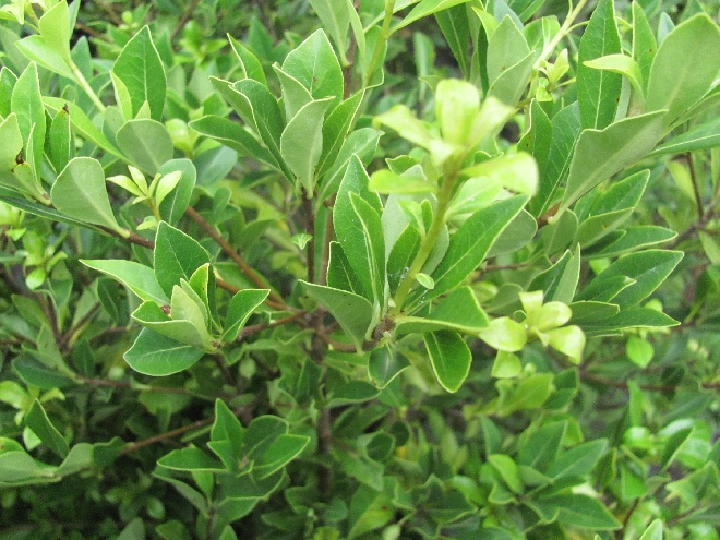 Pittosporum heterophyllum Japans Cheesewood