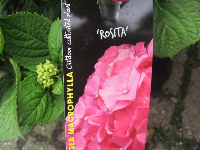 Hydrangea macrophylla 'Rosita' Hortensia 'Rosita'