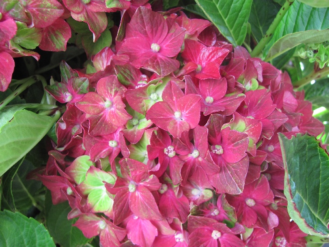 Hydrangea macrophylla 'HBACHI' (Chique) Hortensia