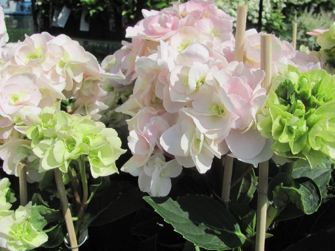 Hydrangea macrophylla 'Twisty' (Hovaria Twisty) Kronkelhortensia