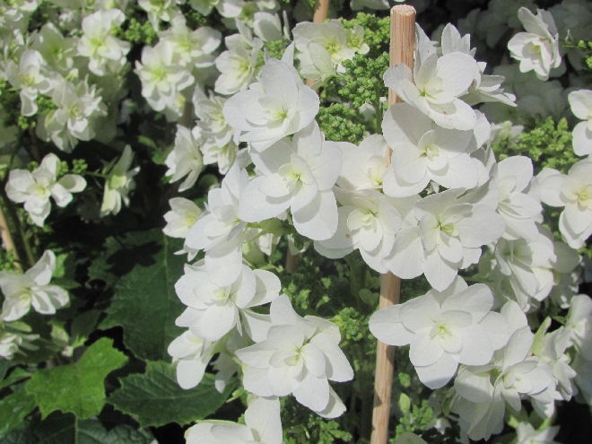 Hydrangea quercifolia 'Quercifolia' HOVARIA Dubbelbloemige Eikenbladhortensia (Brido, Snowflake) 