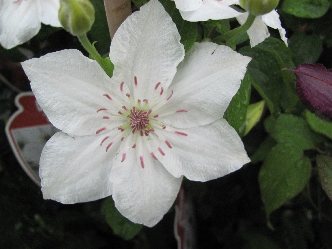 Clematis 'Destiny' Patens Groep