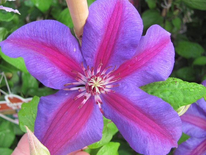 Clematis 'Mrs N. Thompson' Bosrank