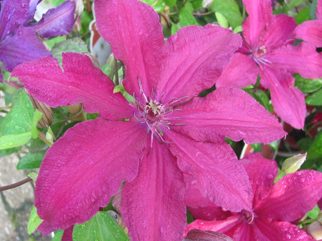 Clematis 'Rüütel' Patens Groep