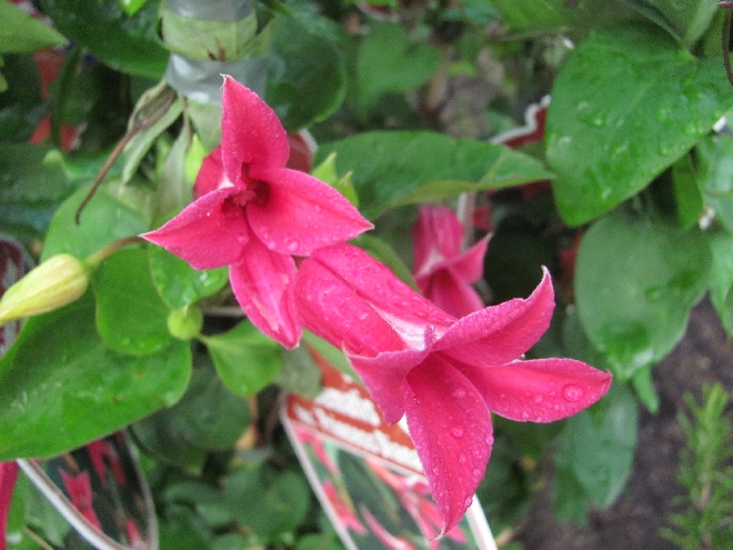 Clematis 'Princess Diana' Texensis groep