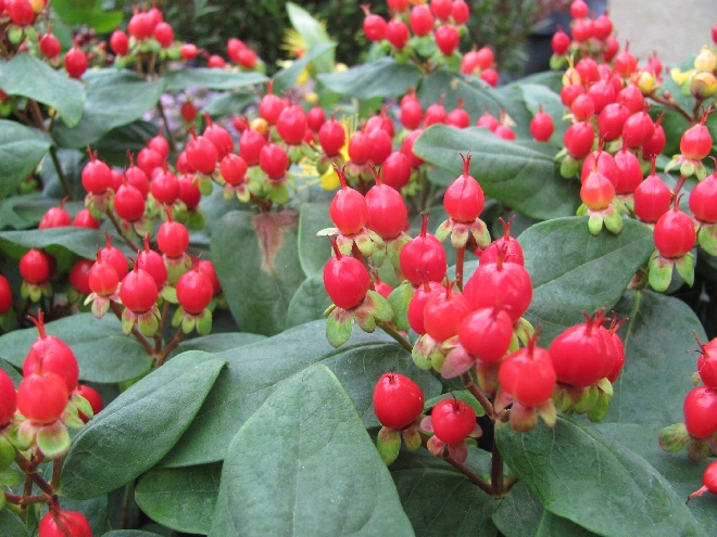 Hypericum 'Miracle Attraction' Hertshooi