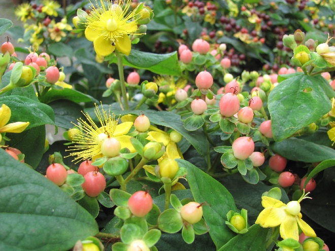 Hypericum 'Miracle Blossom' Hertshooi