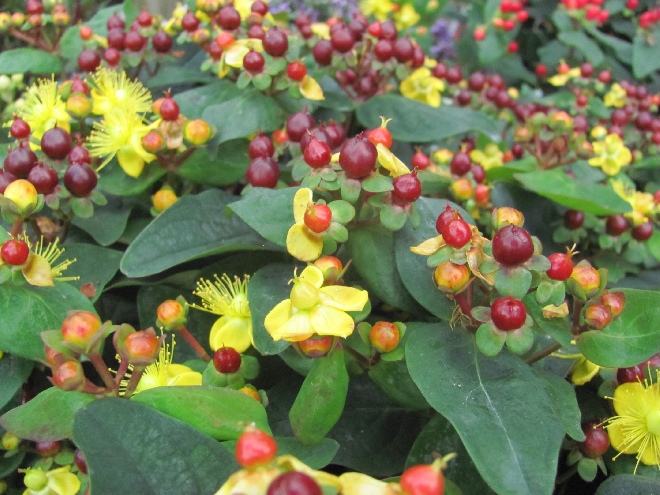 Hypericum 'Miracle Marvel' Hertshooi