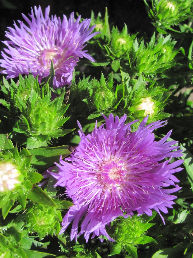 Stokesia laevis 'Mels' (Mels Blue) Korenbloemaster