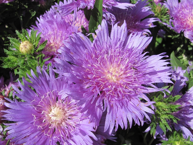Stokesia laevis 'Purple Parasols' Korenbloemaster