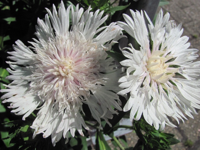 Stokesia laevis 'Alba' Korenbloemaster