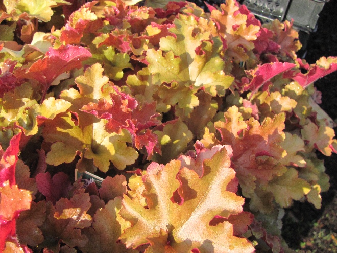 Heuchera 'Marmalade'  Purperklokje