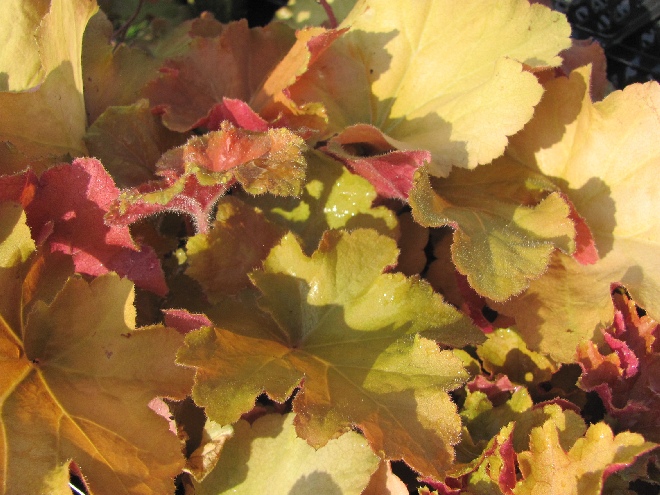 Heuchera 'Caramel' Purperklokje