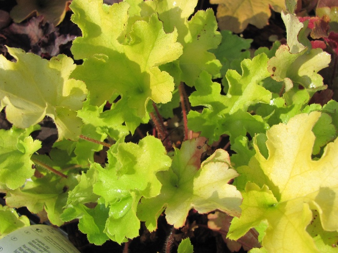 Heuchera 'Lime Marmelade'  Geelbladig Purperklokje