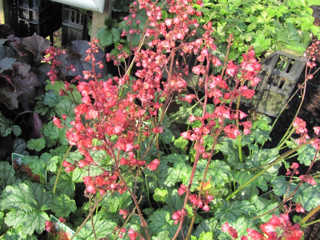 Heuchera 'Paris' Purperklokje