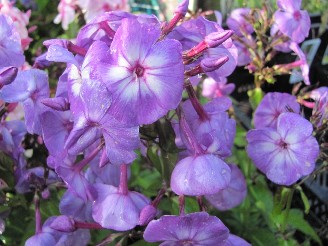 Phlox 'Laura' Blauw-paarse Vlambloem