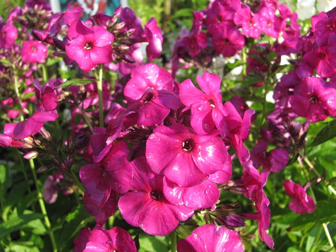 Phlox 'The King' Vlambloem