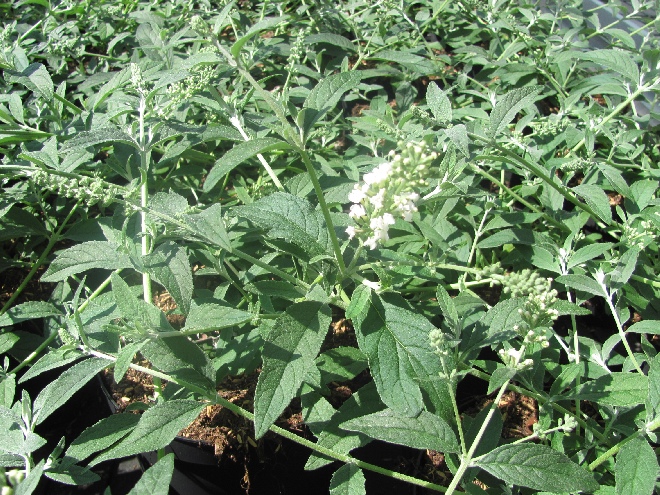 Buddleja 'Ice Chip' (White Chip) Minivlinderstruik