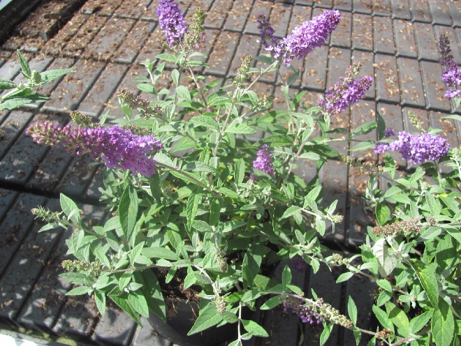 Buddleja 'VALBUD3' (Lilac Chip) Minivlinderstruik