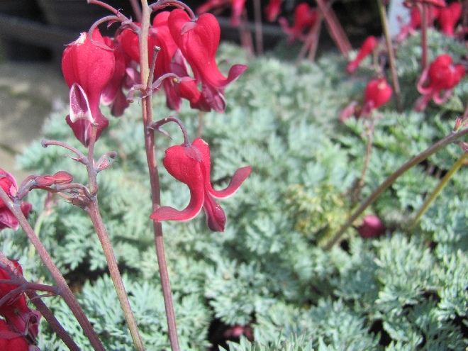 Dicentra 'Burning Hearts' ® Gebroken Hartje