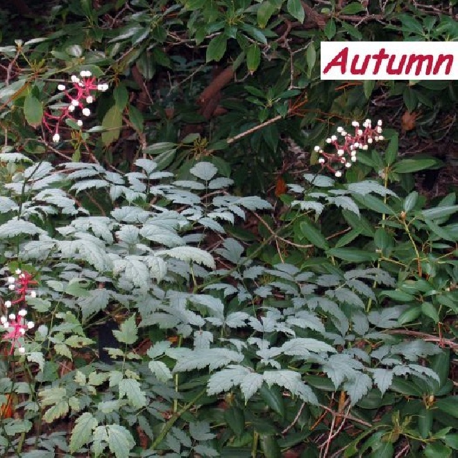 Actaea pachypoda Gifbes