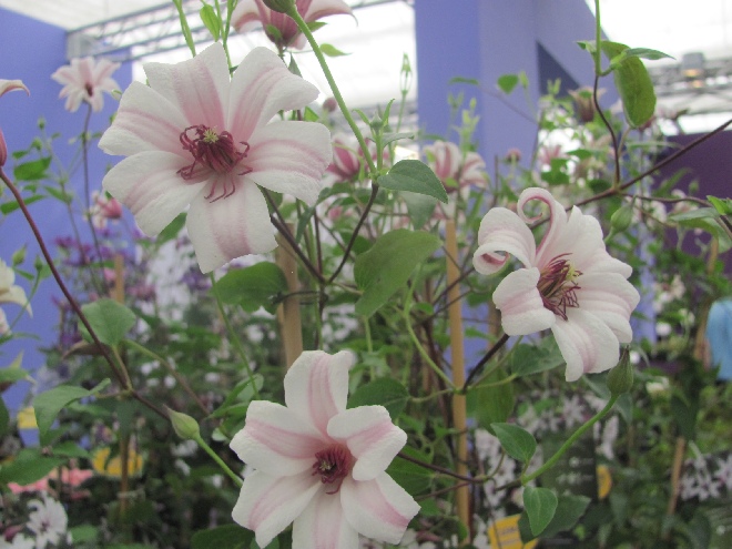 Clematis 'Zoprika' (Princess Kate) Bosrank, Texensis Groep