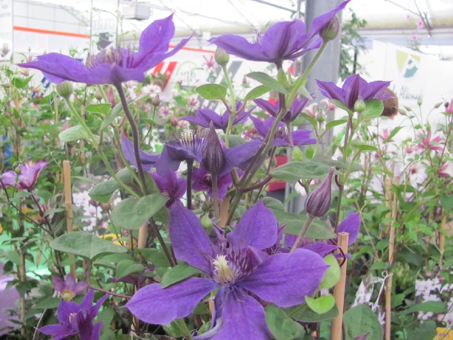 Clematis 'Zomoa' (Mon Amour) Bosrank, Patens groep