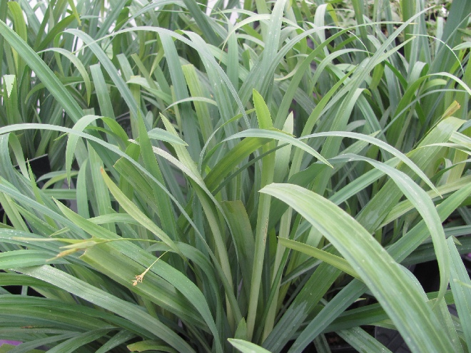 Carex laxiculmis 'Bunny Blue' Blauwe Zegge