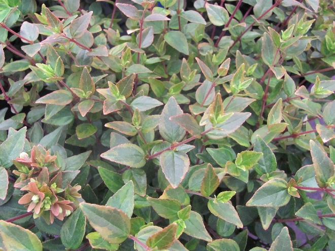 Abelia grandiflora 'Abelops02' (Mystic Daydream) Bonte Schijnkamperfoelie