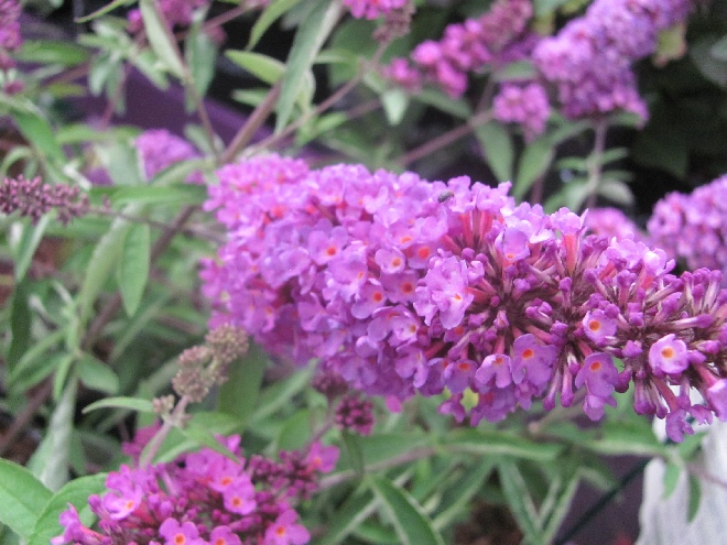 Buddleja 'Podaras 13' (Free Petite Tutti Fruitti) Roze Dwergvormige Vlinderstruik