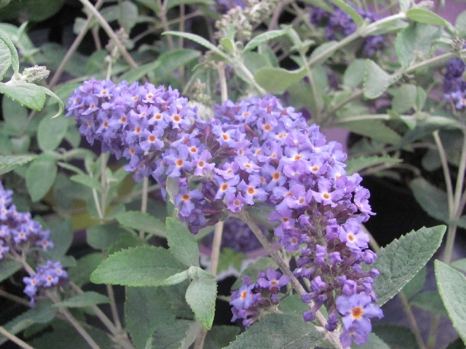 Buddleja 'Podaras 8' (Free Petite Blue Heaven) Dwergvormige Vlinderstruik