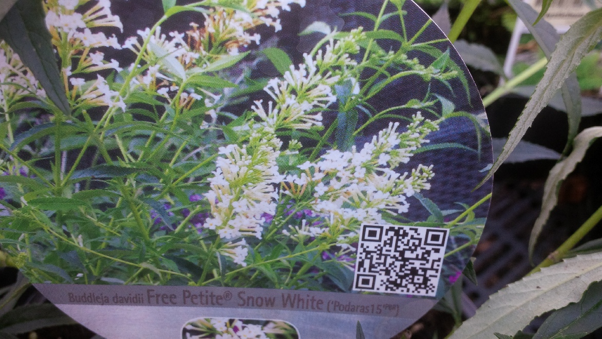 Buddleja 'Podaras 10' (Free Petite Dark Pink) Dwergvormige Vlinderstruik