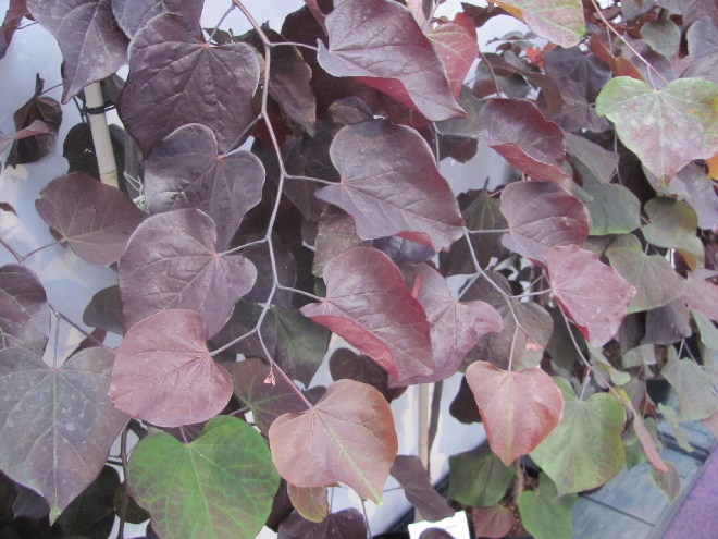 Cercis canadensis 'Ruby Falls' Amerikaanse Judasboom