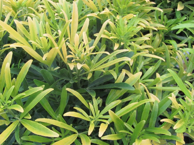 Choisya 'Hilgold' (Aztec Gold) 