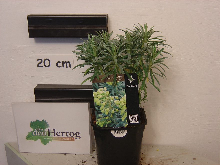 Euphorbia characias 'Shorty' Wolfsmelk