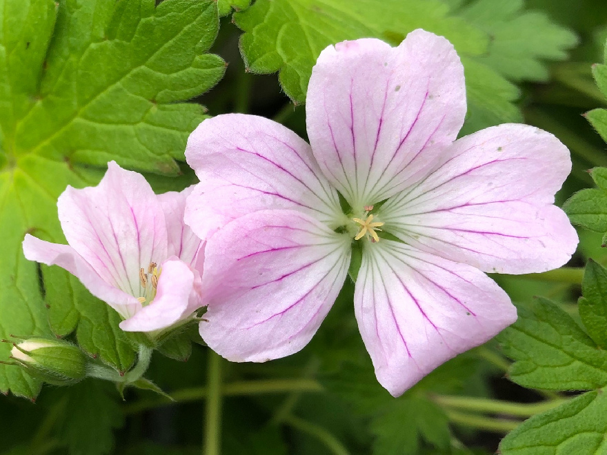 Geranium 'Bremdream' (DREAMLAND) Ooievaarsbek