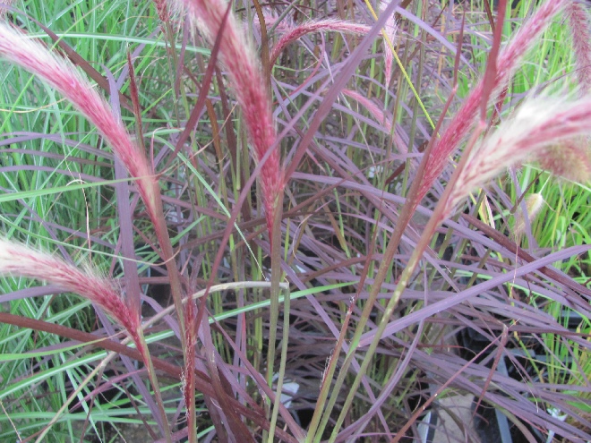 Pennisetum advena 'Rubrum' Donkere Lampepoetser