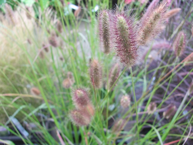 Pennisetum thunbergii 'Red Bunny Tails' (syn. Pennisetum messacum 'Red Bunny Tails') Lampepoetsersgras