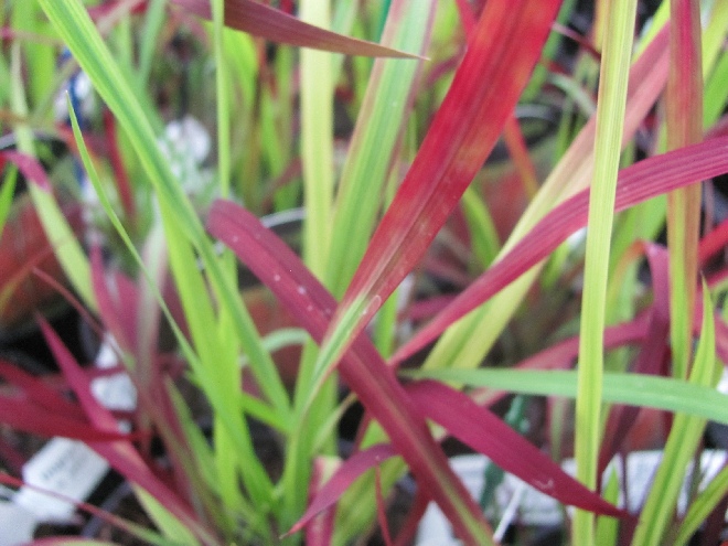 Imperata cylindrica 'Red Baron' Japans Bloedgras