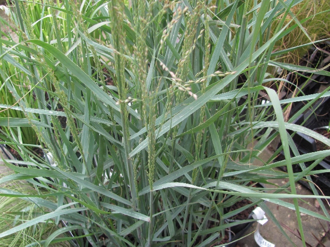 Panicum virgatum 'Prairie Sky' Gierst, Vingergras