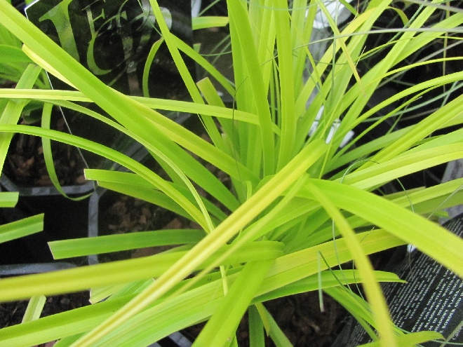 Carex oshimensis 'Everillo' Gouden Zegge